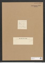 Diatomeae indet. Zeichnungen Sammlung Grunow Nr. 3762 (NHMW-BOT-W0371419)